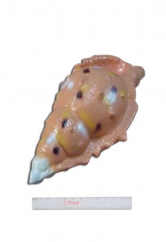 Conch Shell Beige
