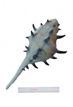 Conch Shell Blue