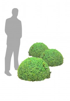 Small Bushes