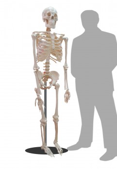 Skeleton