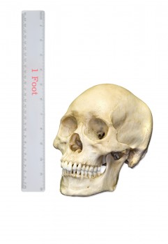 Small Skull