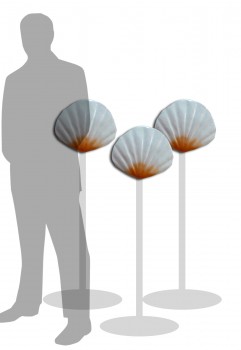 Small Sea Shell
