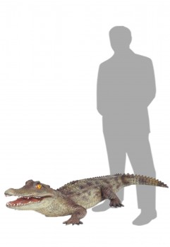 Alligator