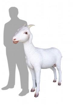 Goat