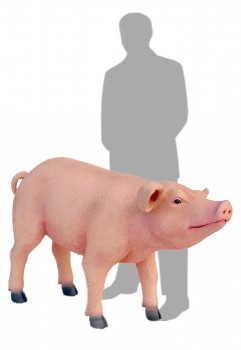 Pig