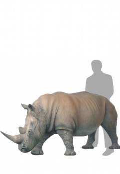 Rhinoceros