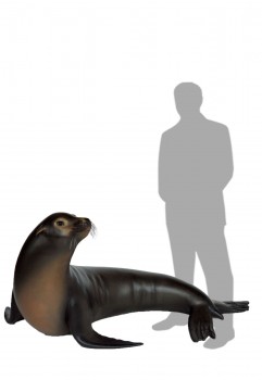 Sea Lion