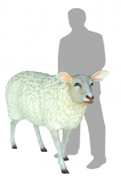 Sheep