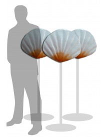 Large Sea Shell
