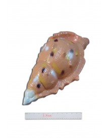 Conch Shell Beige
