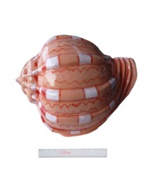 Conch Shell Pink