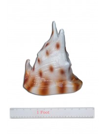 Conch Shell White