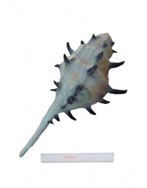 Conch Shell Blue