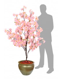 Cherry Blossom 
