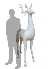 White Reindeer
