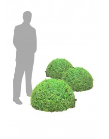 Small Bushes
