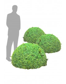 Large Bushes