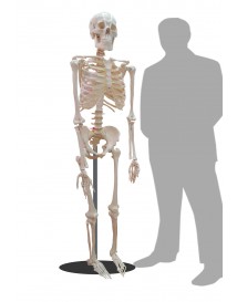 Skeleton