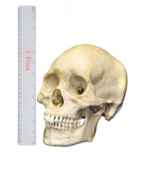 Medium Skull