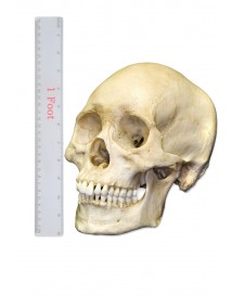 Large Skull