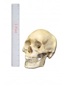 Small Skull