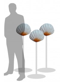 Small Sea Shell