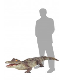 Alligator