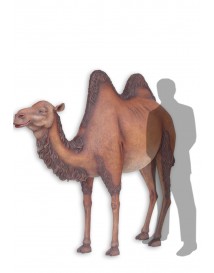 Camel