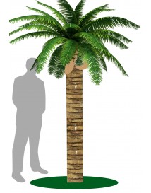Coconut Tree Tall
