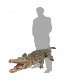Crocodile
