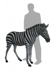Foal 