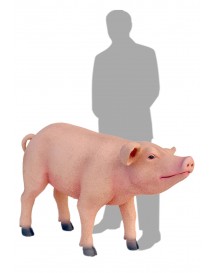 Pig