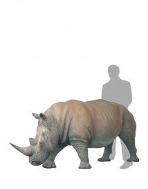 Rhinoceros