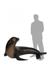 Sea Lion