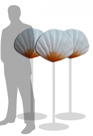 Large Sea Shell