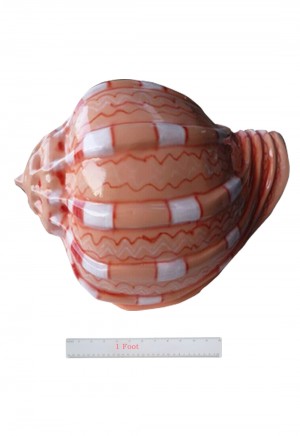 Conch Shell Pink