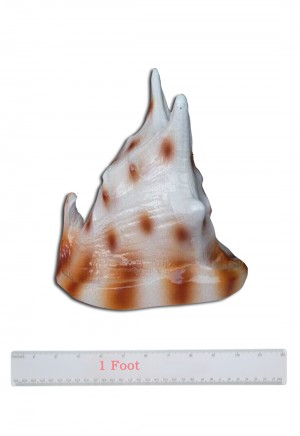 Conch Shell White
