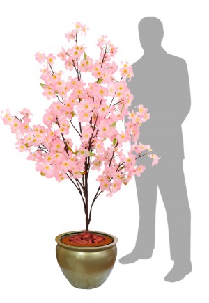 Cherry Blossom 