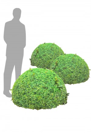 Large Bushes