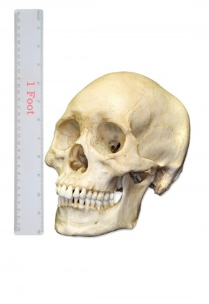 Medium Skull