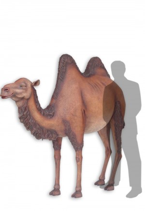 Camel