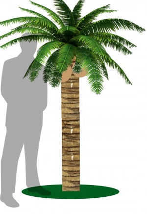 Coconut Tree Short