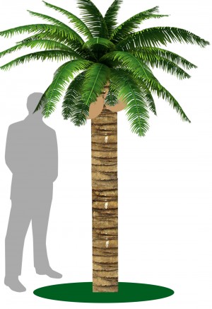Coconut Tree Tall