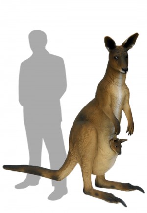 Kangaroo
