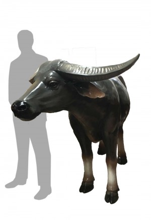 Water Buffalo