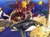 Orca 