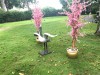 Cherry Blossom 