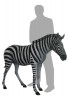 Foal 