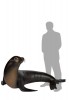 Sea Lion